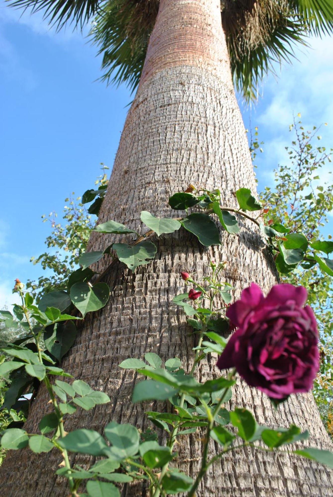 Bed and Breakfast Sous L'Olivier Menton Exterior foto